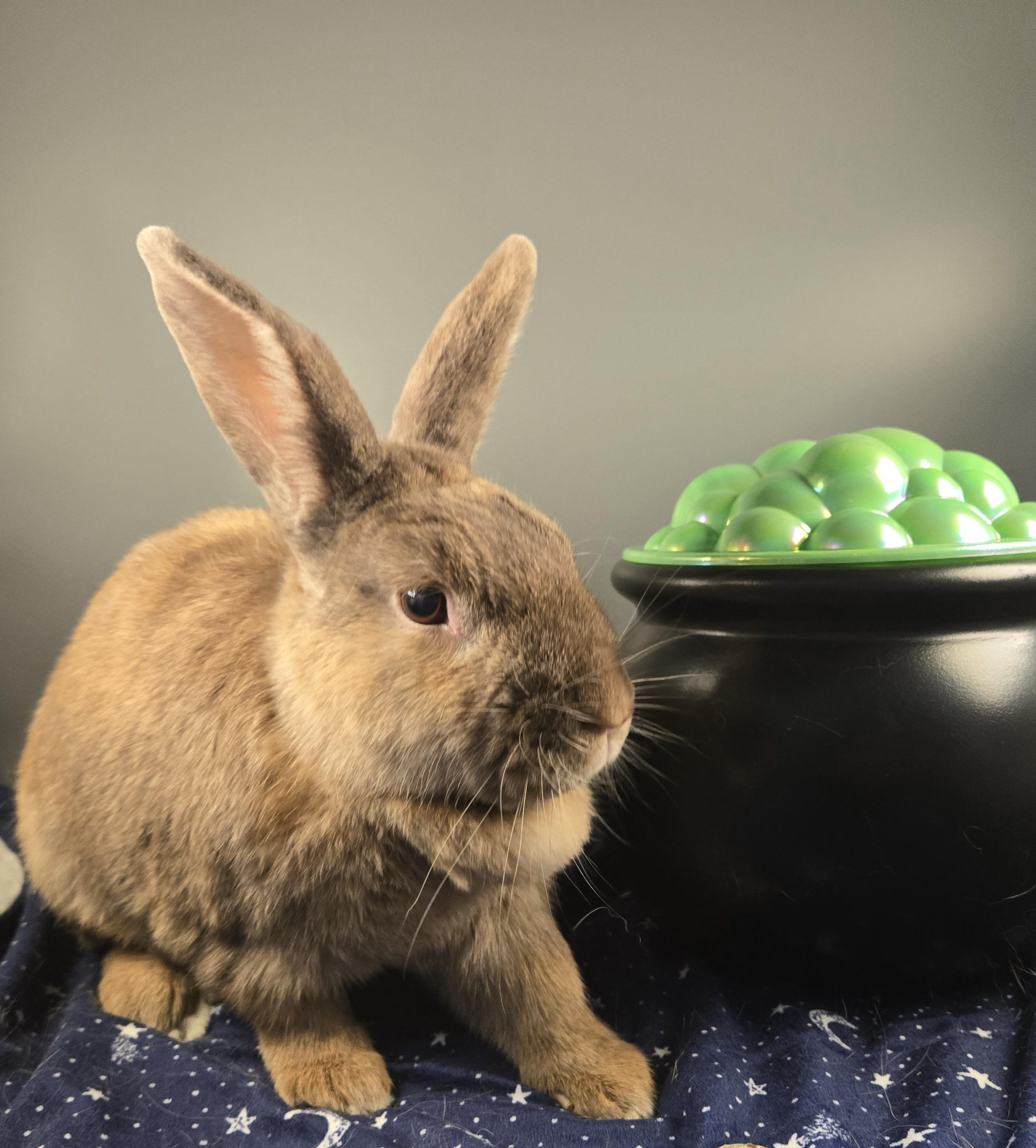 Teddy, a Adopted Harlequin in San Antonio, TX image 3/6