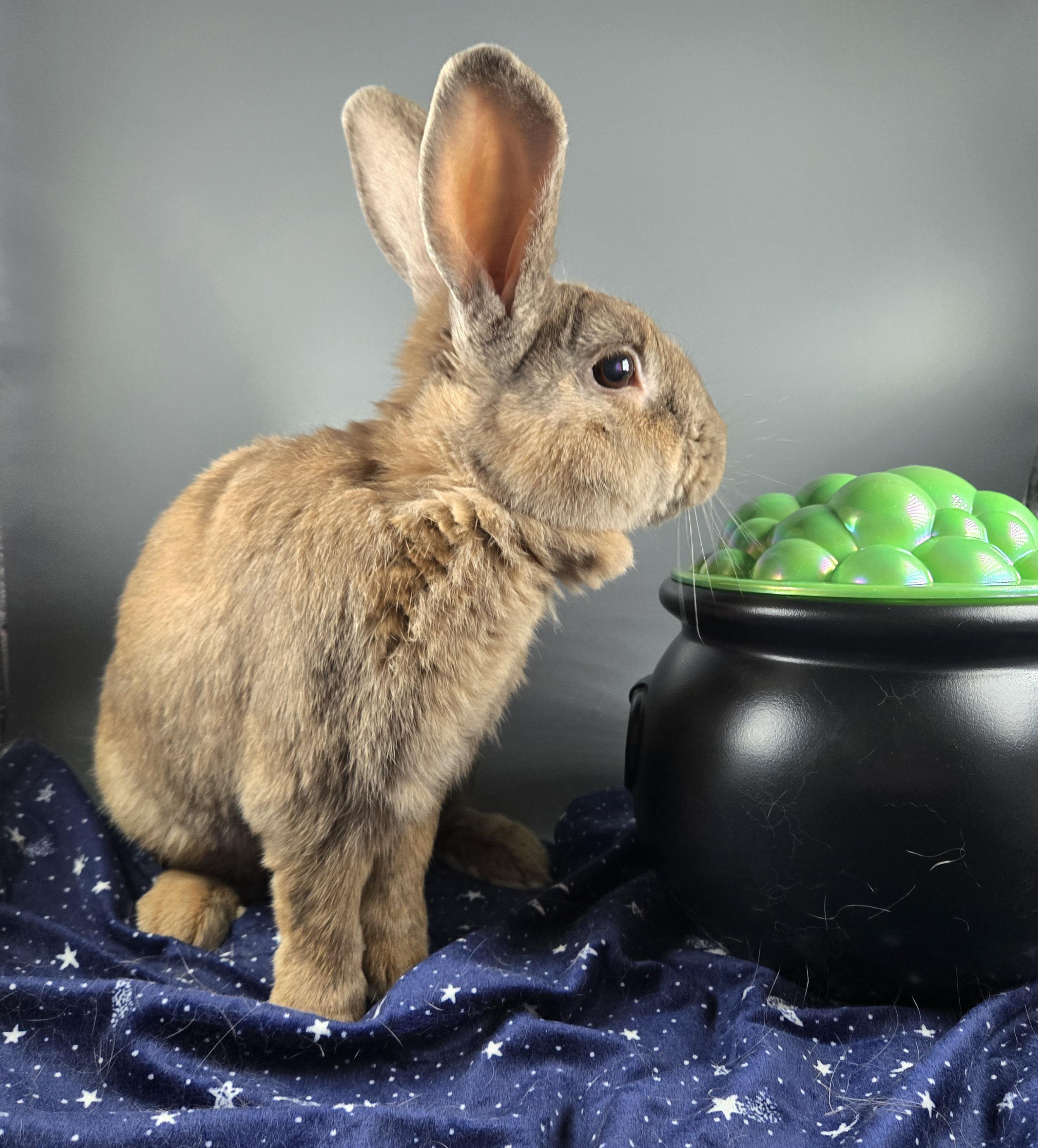 Teddy, a Adopted Harlequin in San Antonio, TX image 4/6