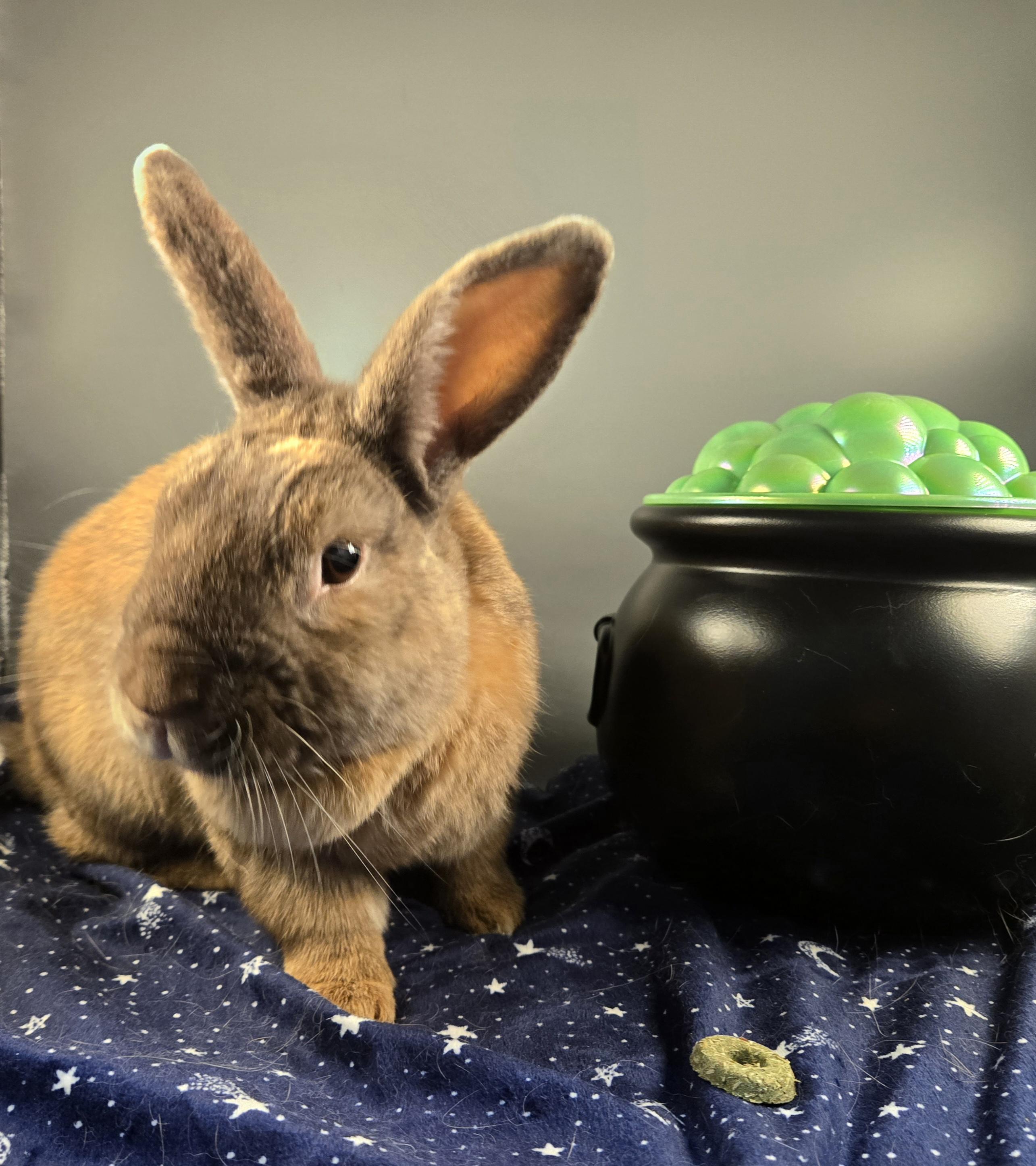 Teddy, a Adopted Harlequin in San Antonio, TX image 5/6