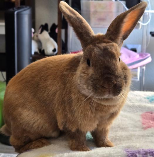 Teddy, a Adopted Harlequin in San Antonio, TX image 6/6