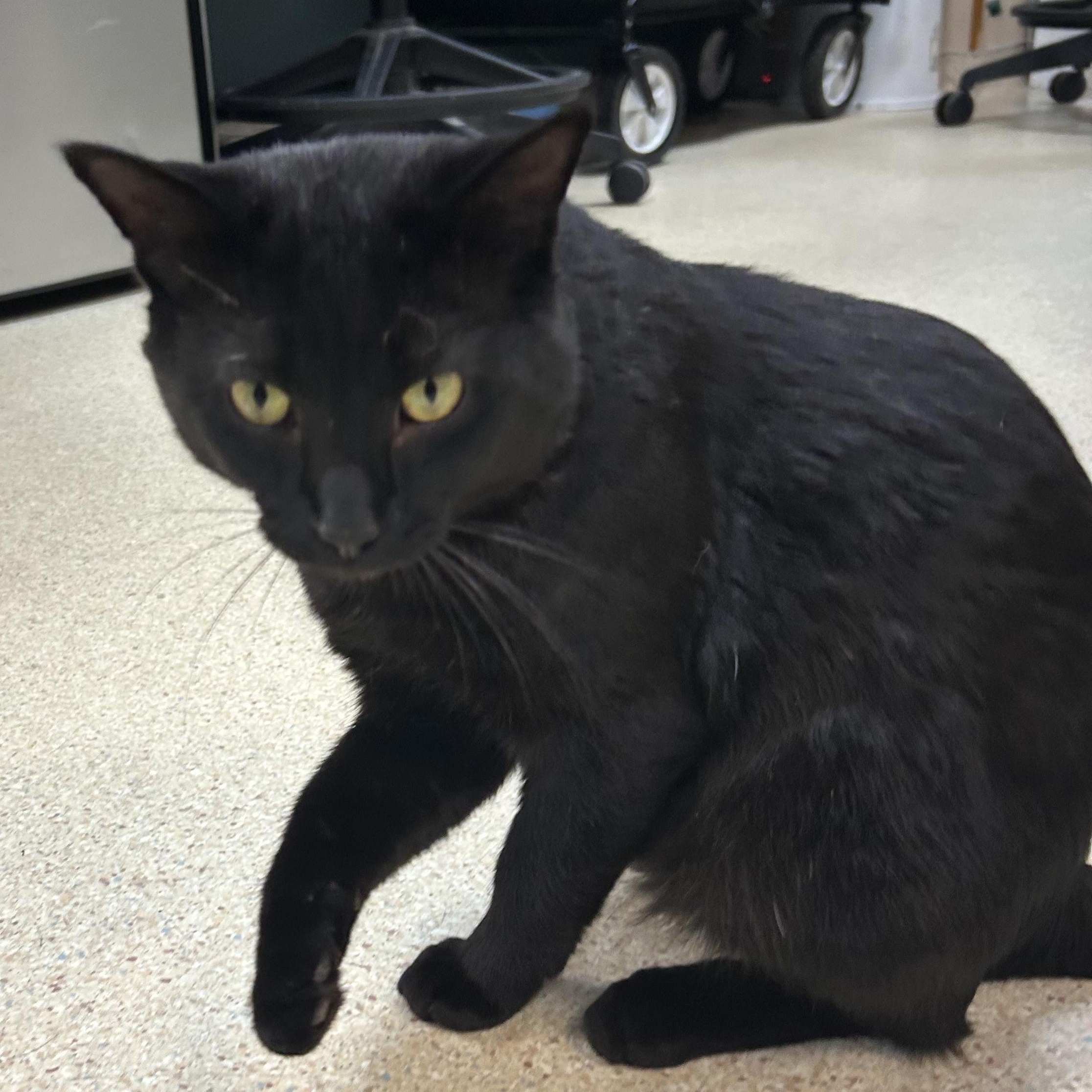 Jimmy Timmy Frank, a Adoptable Domestic Short Hair image 2/5