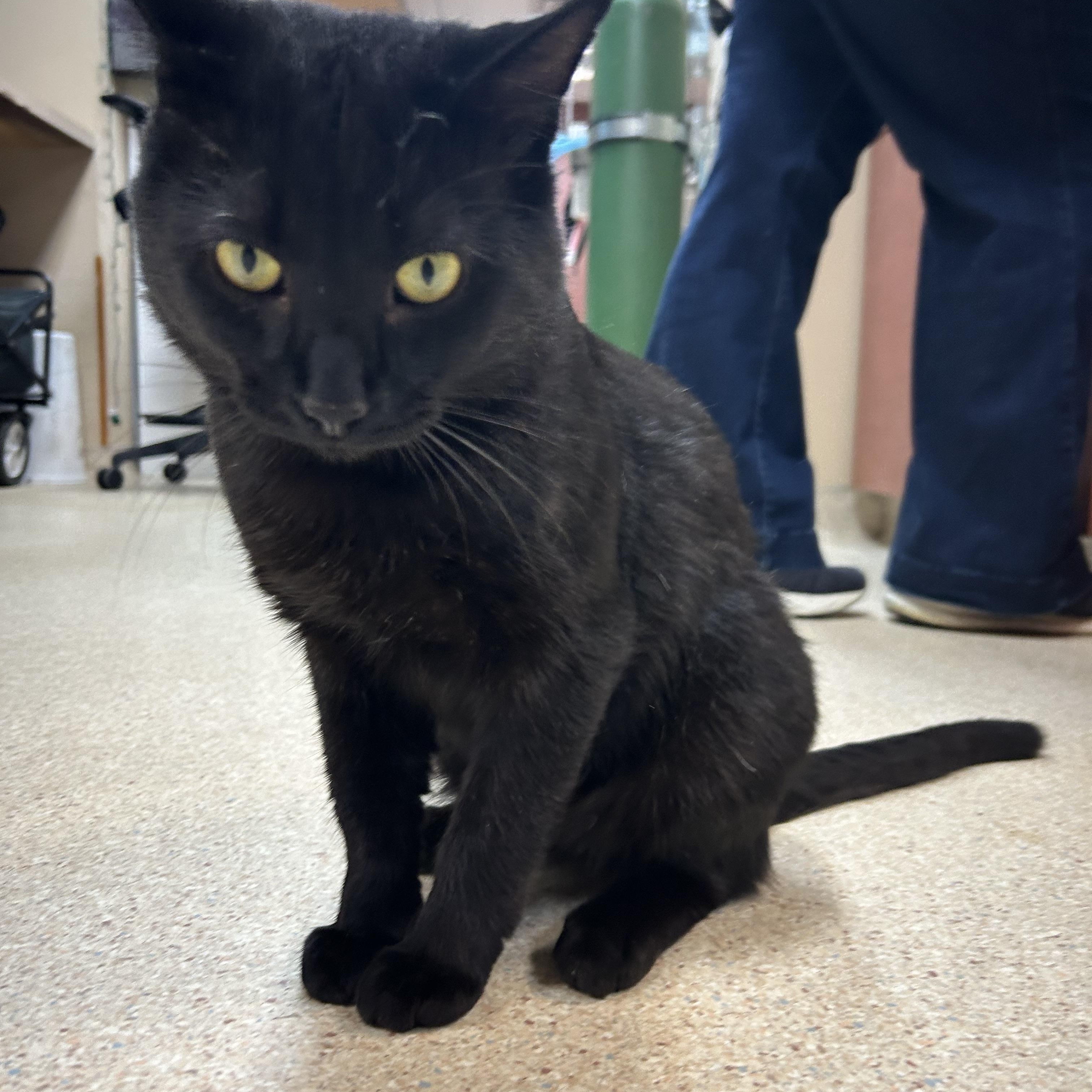 Jimmy Timmy Frank, a Adoptable Domestic Short Hair image 3/5