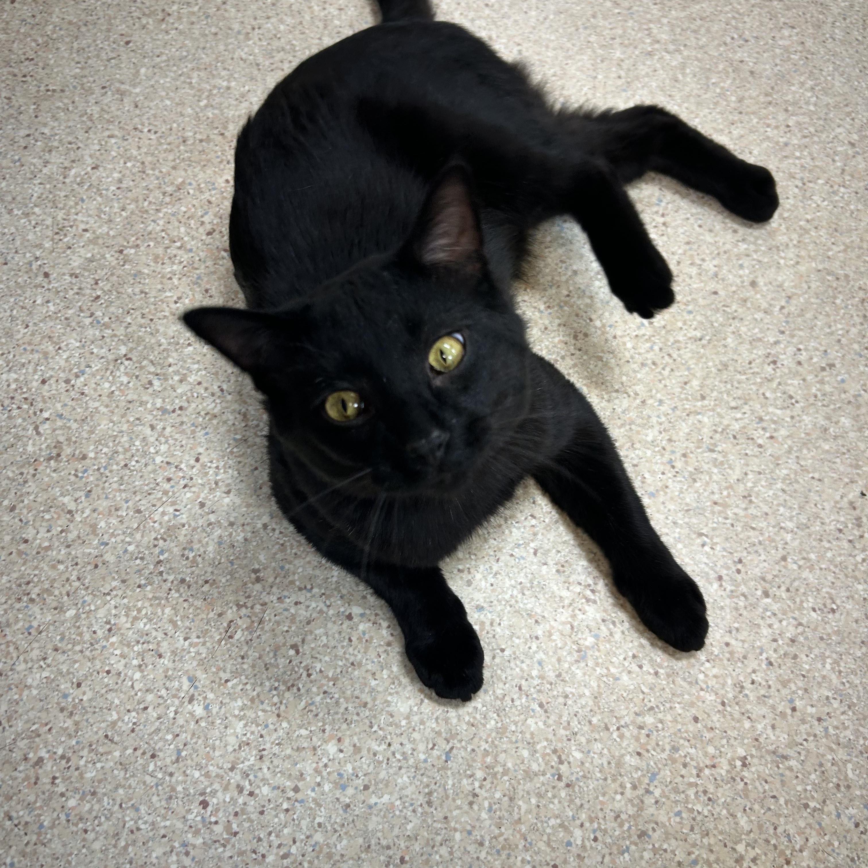 Jimmy Timmy Frank, a Adoptable Domestic Short Hair image 4/5