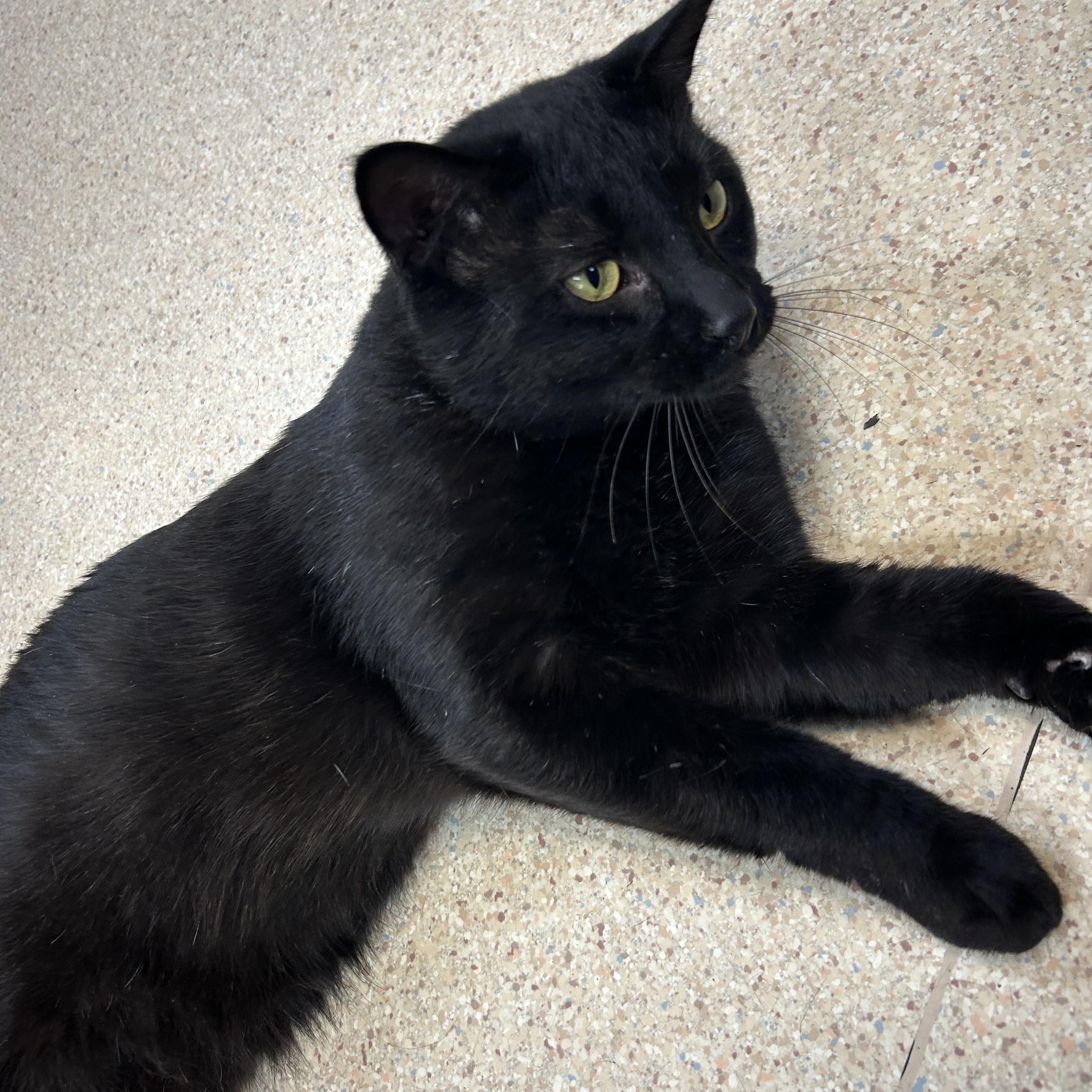 Jimmy Timmy Frank, a Adoptable Domestic Short Hair image 5/5