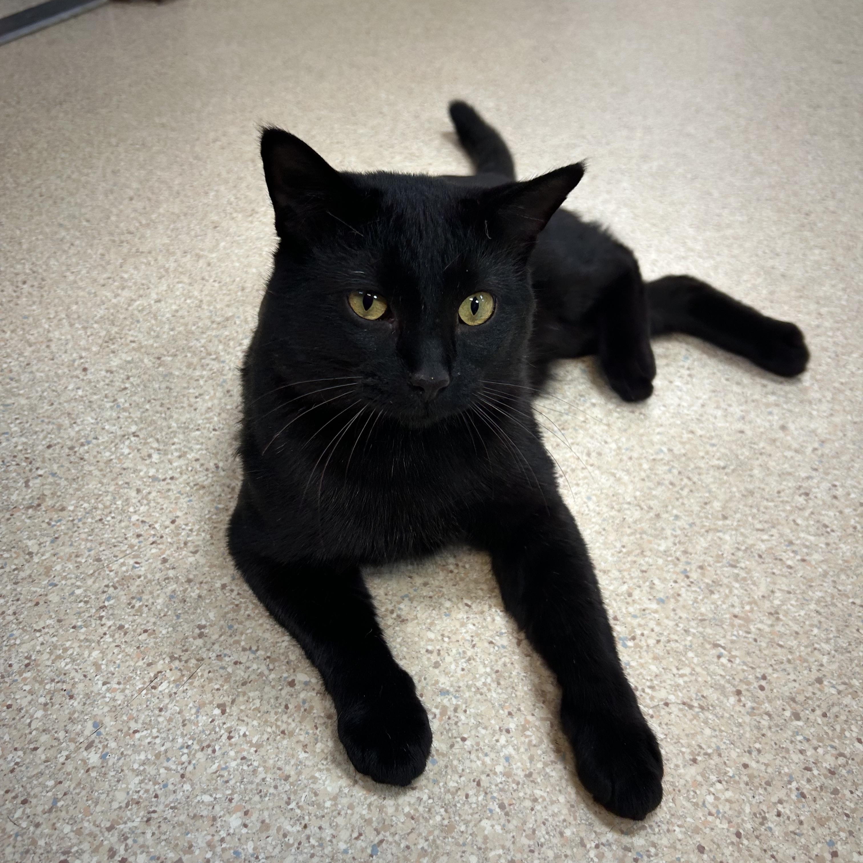Jimmy Timmy Frank, a Adoptable Domestic Short Hair image 1/5