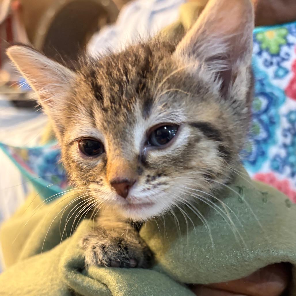 Lavender, Adoptable, Kitten Female Domestic Short Hair.