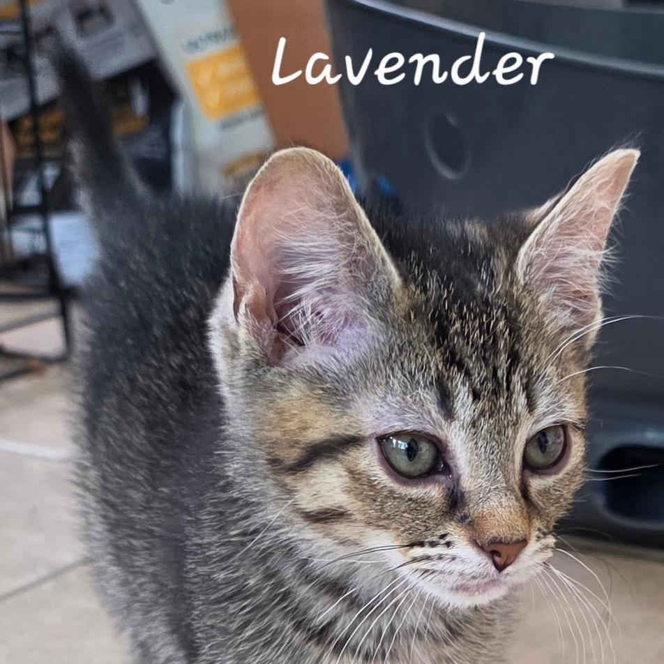 Enlarge Lavender, a Adoptable Domestic Short Hair in Waldorf, MD image 2/6