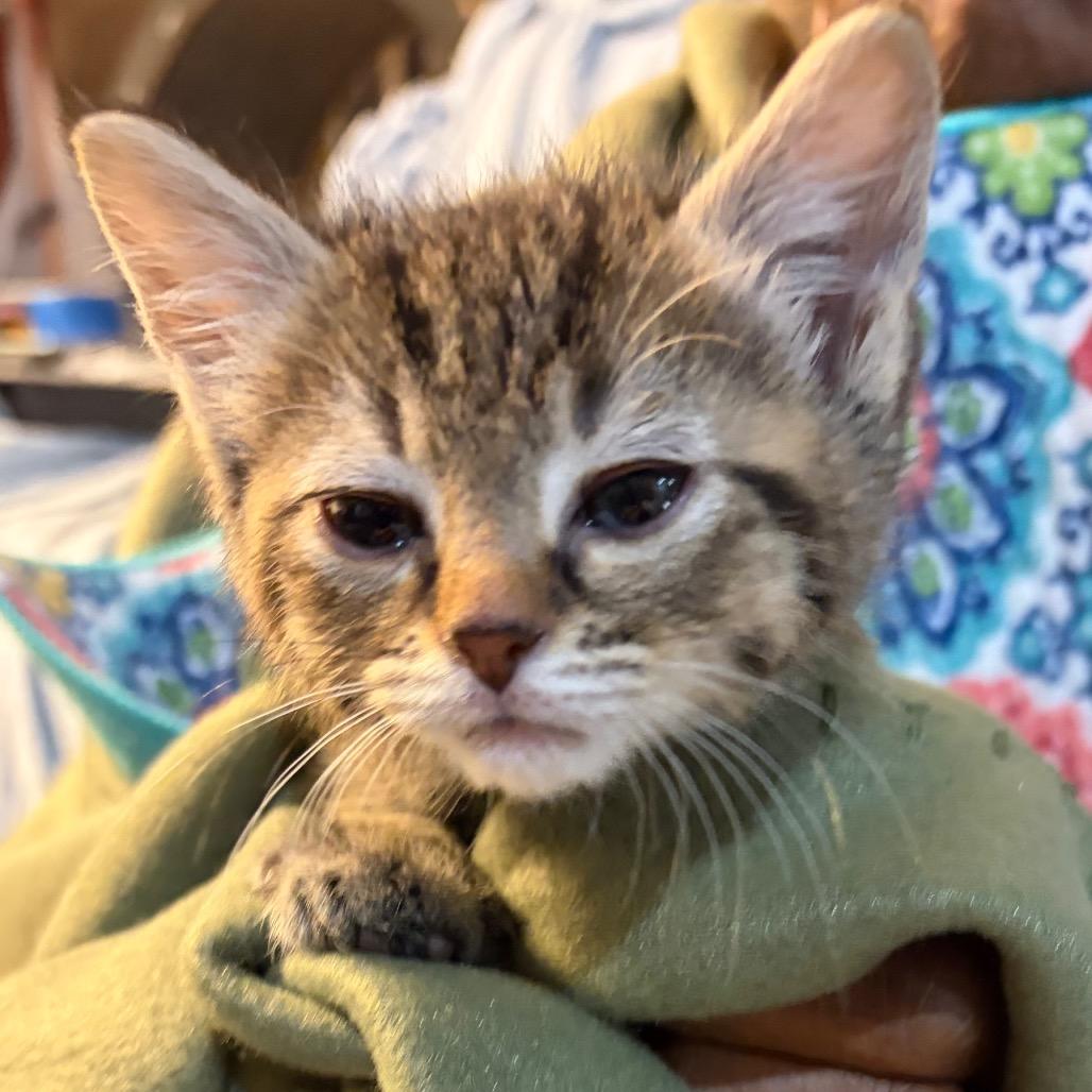 Enlarge Lavender, a Adoptable Domestic Short Hair in Waldorf, MD image 3/6