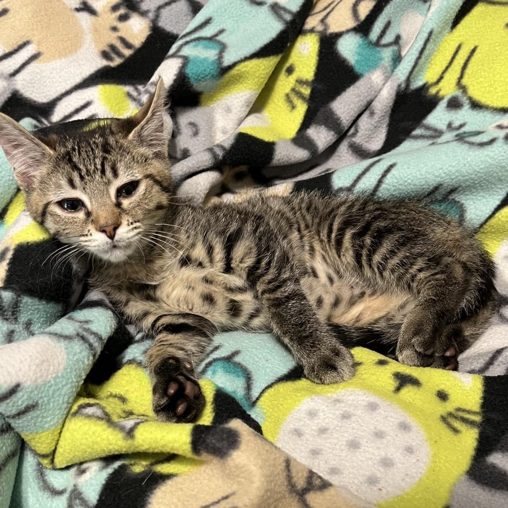 Enlarge Lavender, a Adoptable Domestic Short Hair in Waldorf, MD image 4/6