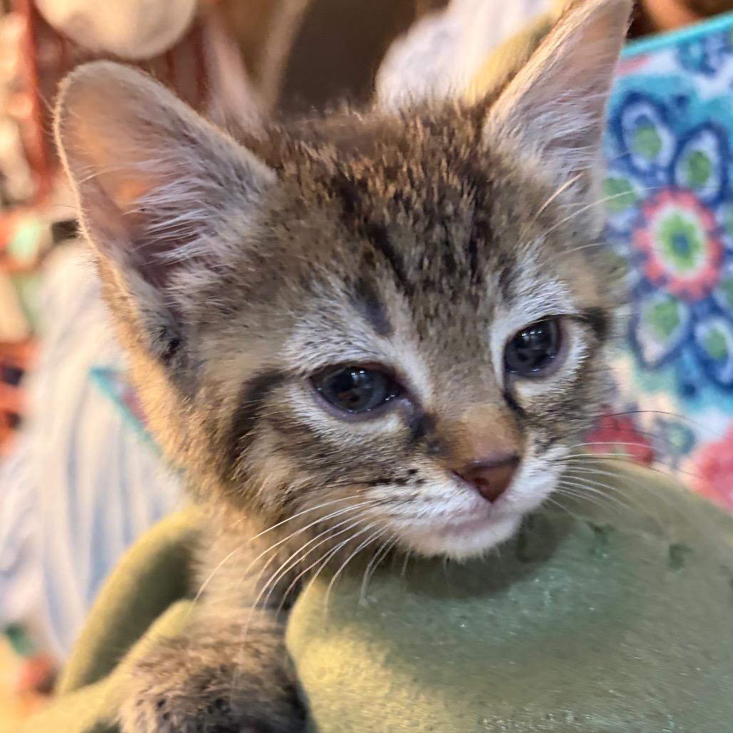 Enlarge Lavender, a Adoptable Domestic Short Hair in Waldorf, MD image 5/6
