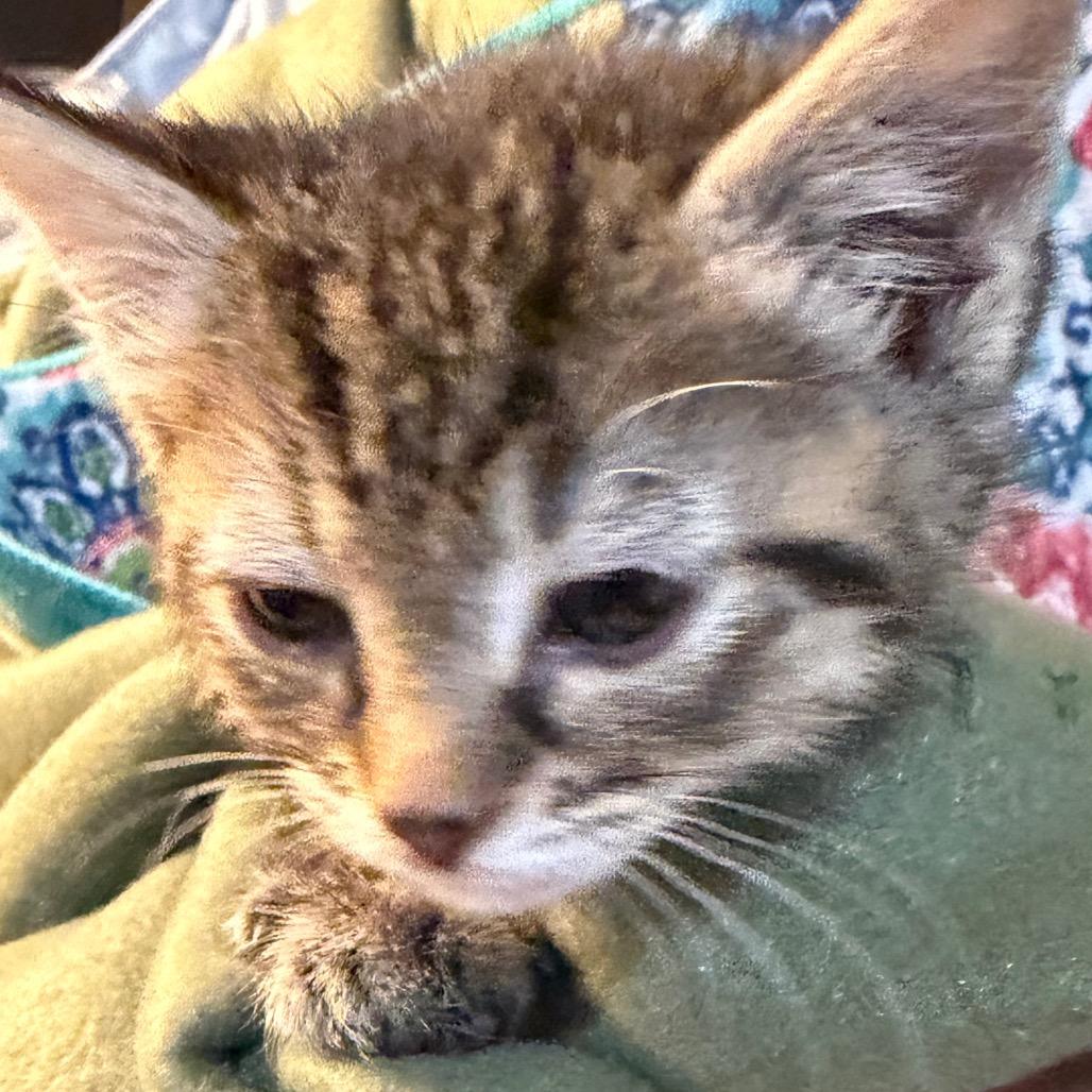 Enlarge Lavender, a Adoptable Domestic Short Hair in Waldorf, MD image 6/6