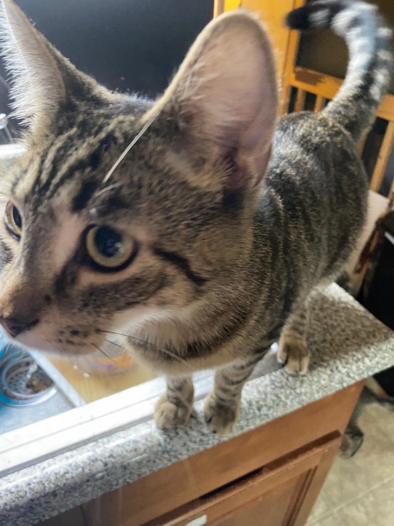 Den, Adoptable, Young Male Domestic Short Hair.