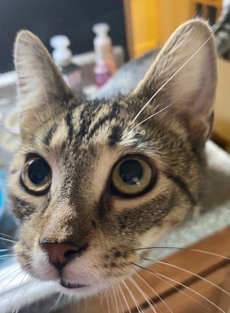 Den, a Adoptable Domestic Short Hair in Kenhorst, PA image 2/4