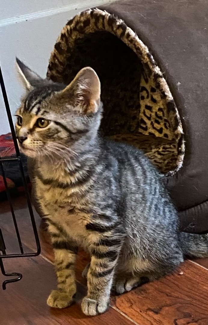 Den, Adoptable, Young Male Domestic Short Hair.