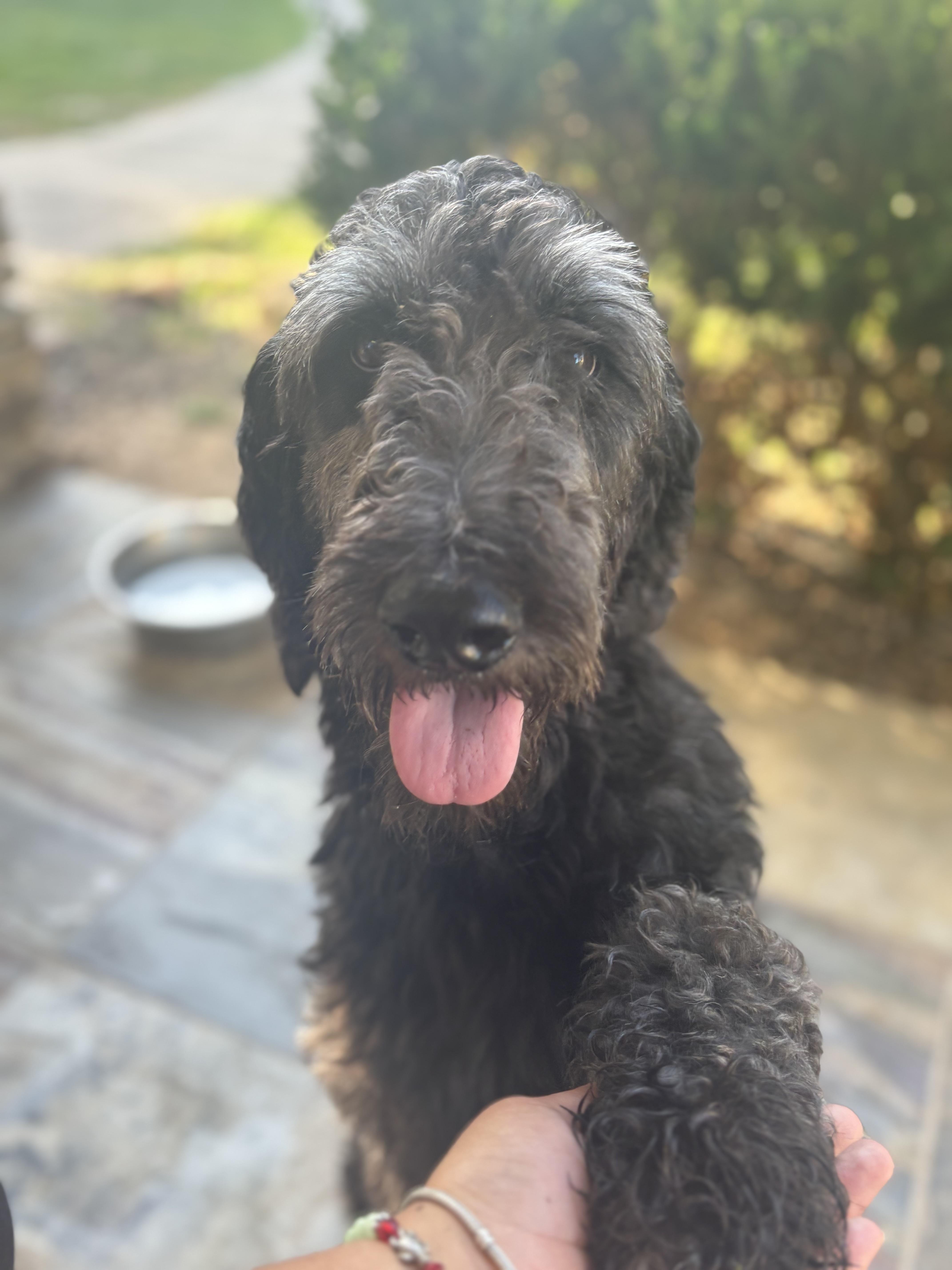 Doodlebug, Adult Female Standard Poodle