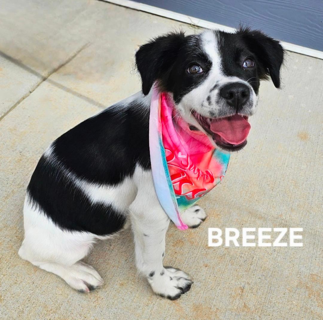 Breeze