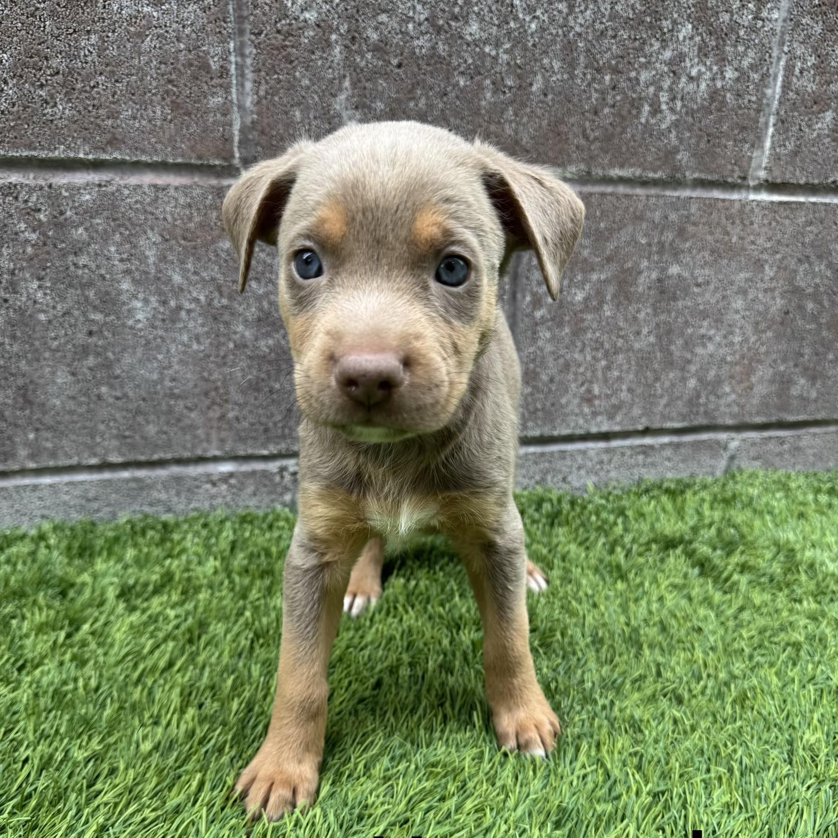Haystack, Adoptable, Puppy Male Mixed Breed.