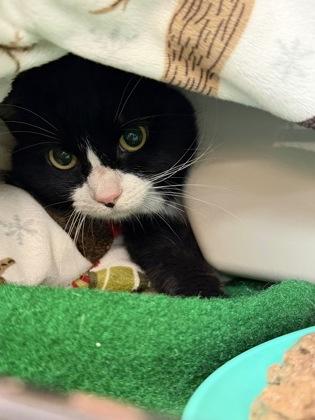 Snickers, Adoptable, Adult Male Domestic Short Hair.