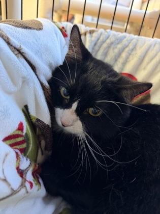 Enlarge Snickers, a Adoptable mixed breed in Salem, NH image 2/3