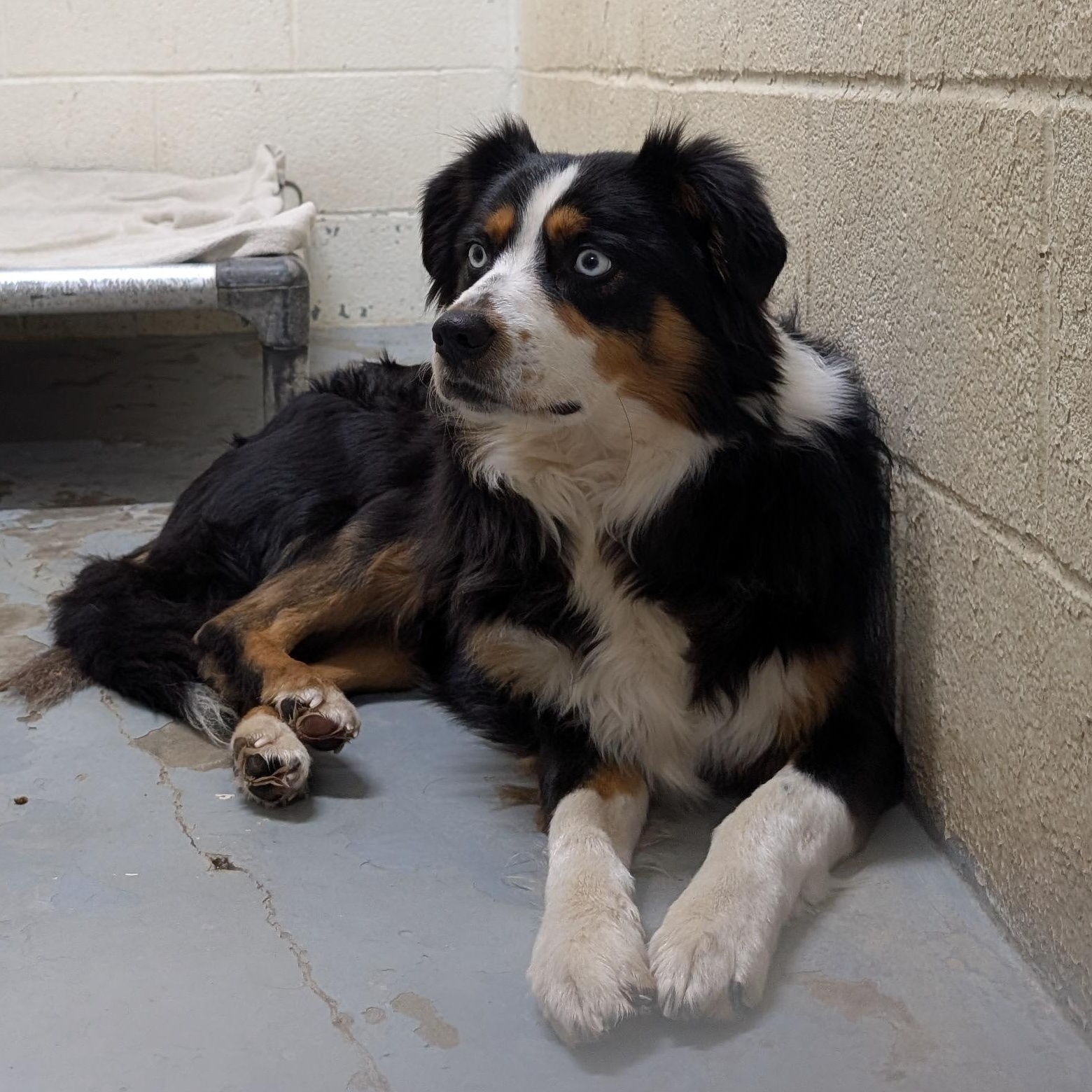188105 LOOKING FOR OWNER, ADOPTABLE, Adult Male Mountain Dog.