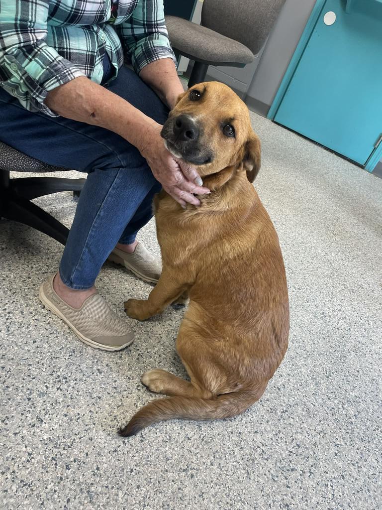 Enlarge Noah, a Adoptable Mountain Cur in Livingston, LA image 1/2