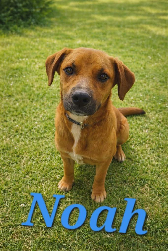 Enlarge Noah, a Adoptable Mountain Cur in Livingston, LA image 2/2