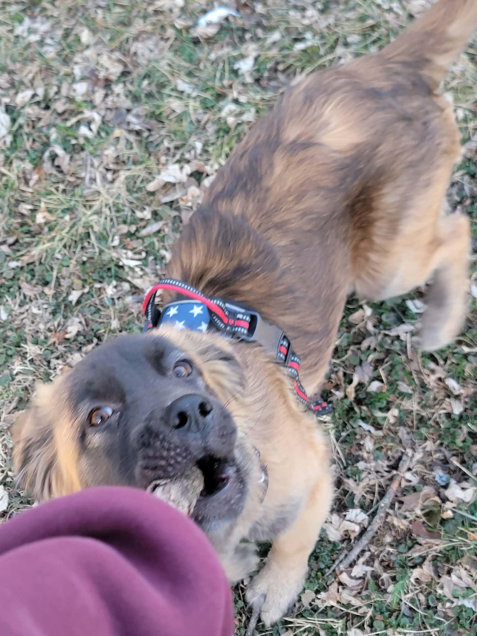 Mandy, an adopted mixed breed in Plattsmouth, NE image 2/5