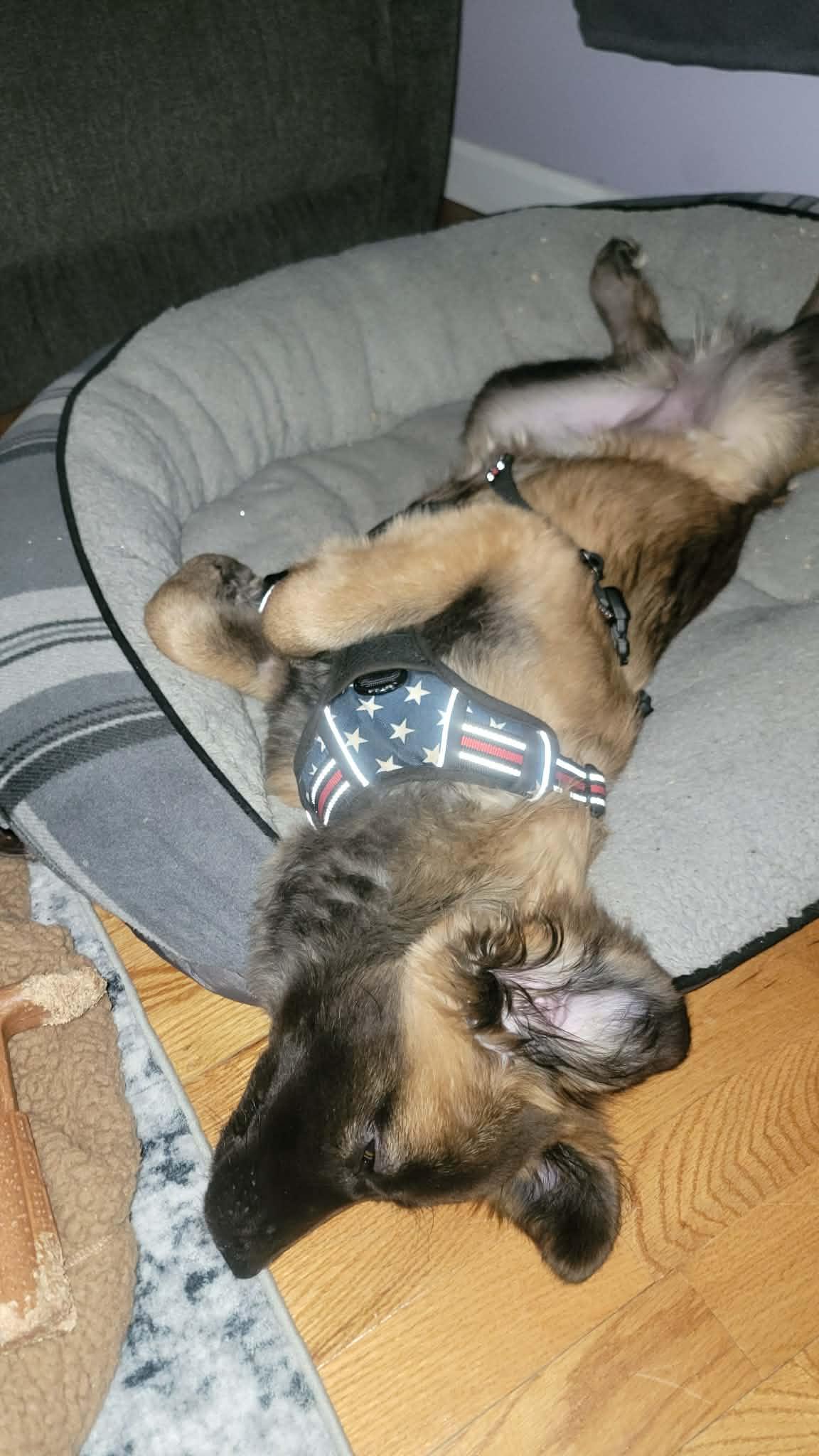 Mandy, an adopted mixed breed in Plattsmouth, NE image 5/5