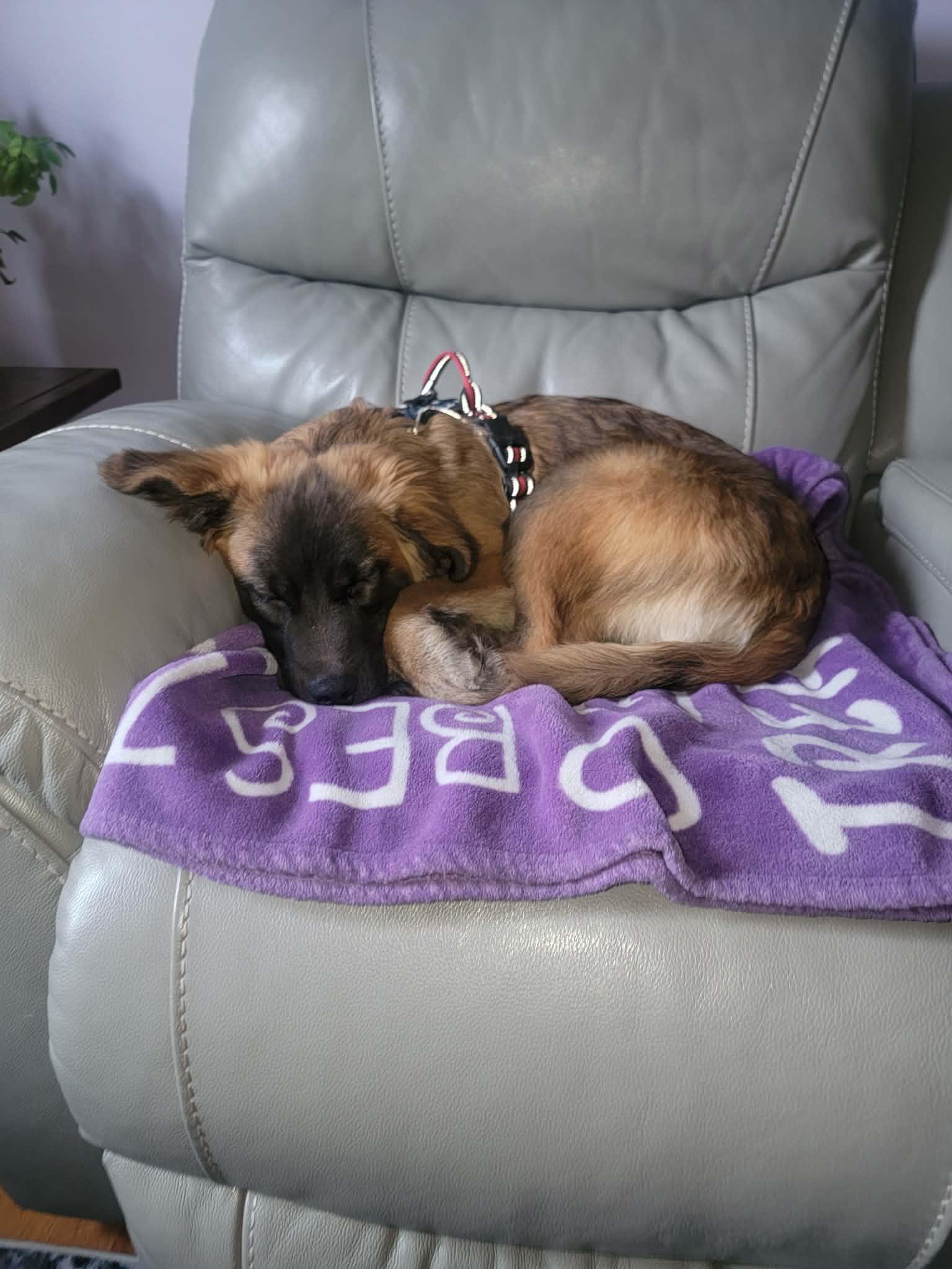 Mandy, an adopted mixed breed in Plattsmouth, NE image 1/5