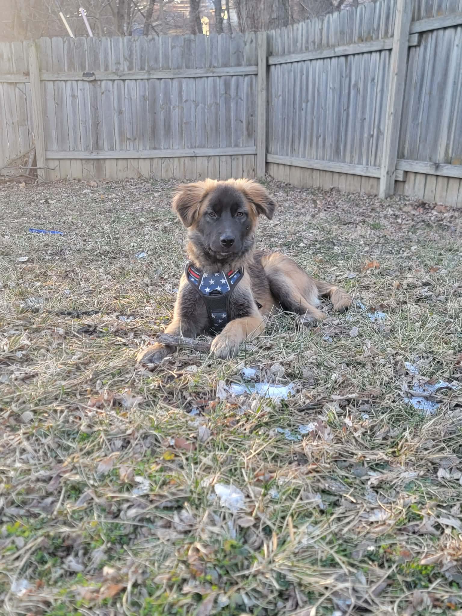 Mandy, an adopted mixed breed in Plattsmouth, NE image 3/5