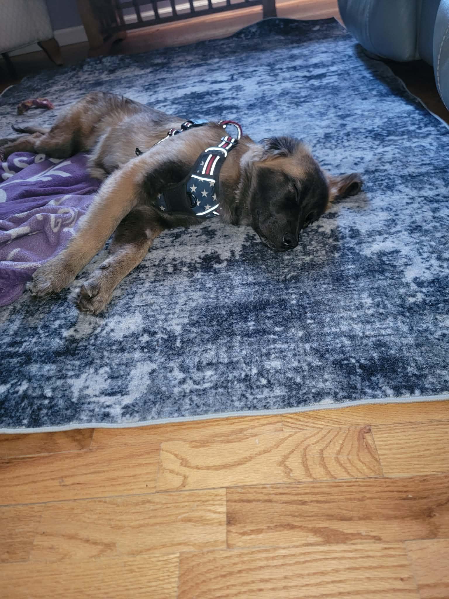 Mandy, an adopted mixed breed in Plattsmouth, NE image 4/5