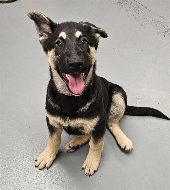 Butterfly, adopted, Puppy Female German Shepherd Dog & Husky.