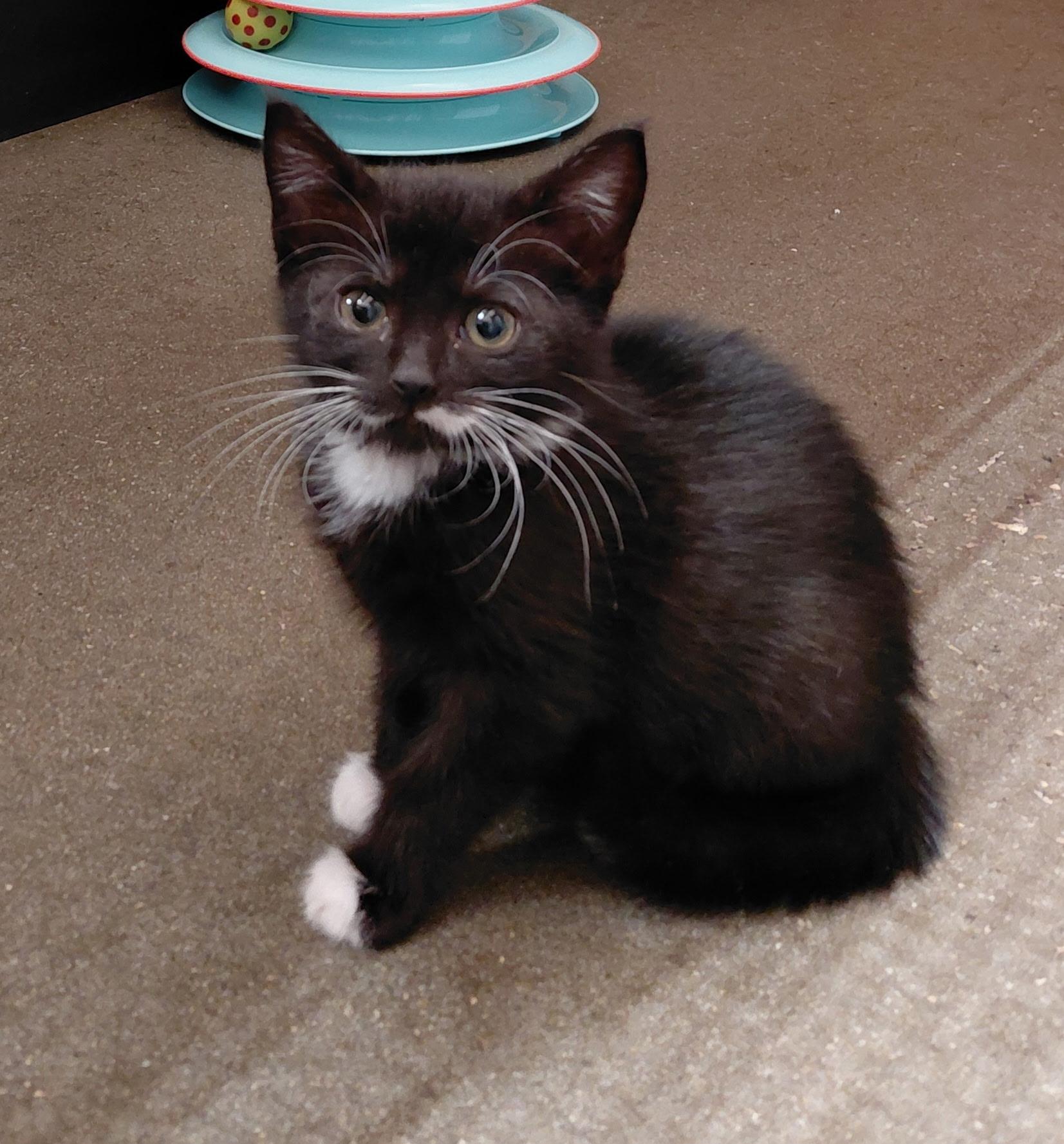 SweetPea , adopted, Young Female American Shorthair.