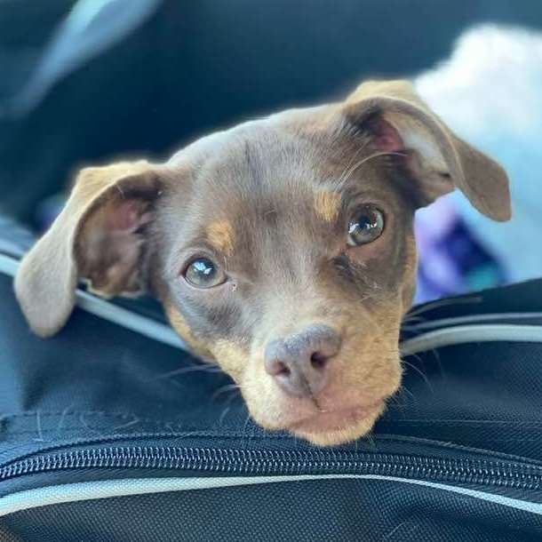 Sparrow, Adopted, Puppy Female Chihuahua & Pug.