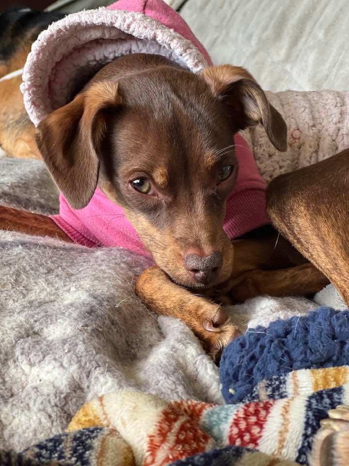 Sparrow, a Adopted mixed breed in Indianapolis, IN image 2/6