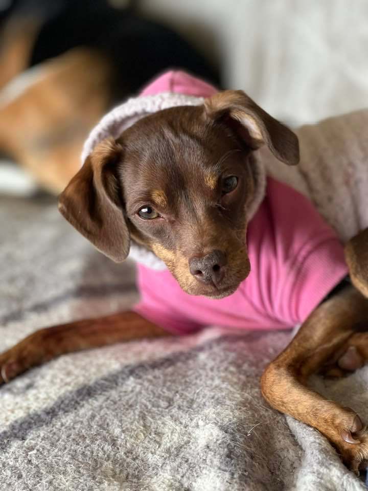 Sparrow, a Adopted mixed breed in Indianapolis, IN image 3/6