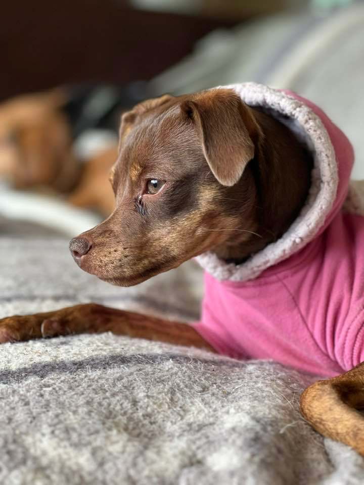 Sparrow, a Adopted mixed breed in Indianapolis, IN image 4/6