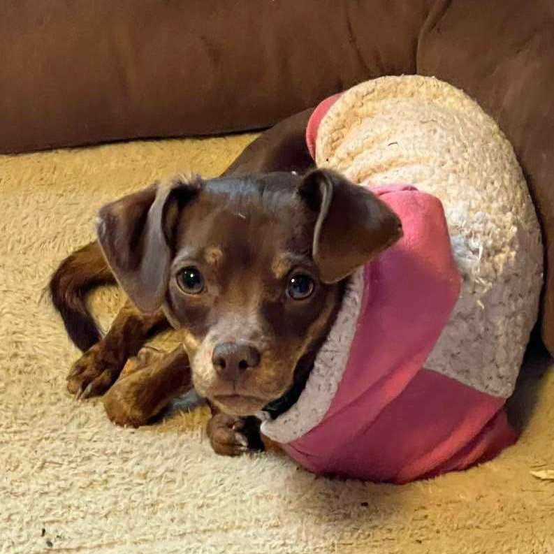 Sparrow, a Adopted mixed breed in Indianapolis, IN image 5/6