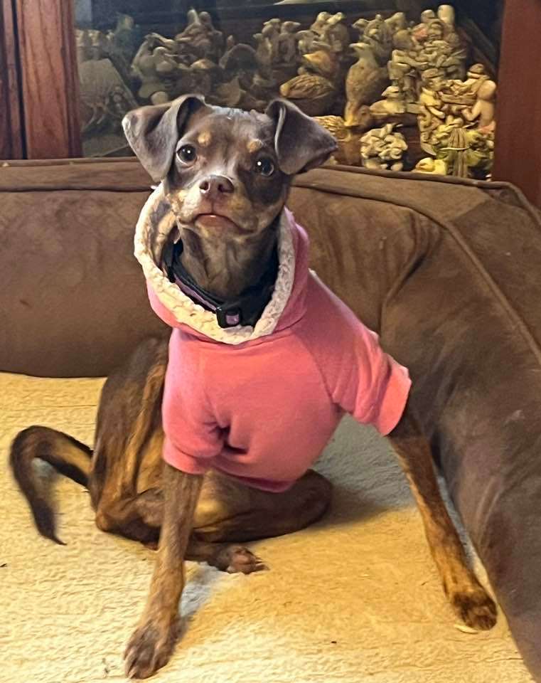 Sparrow, a Adopted mixed breed in Indianapolis, IN image 6/6