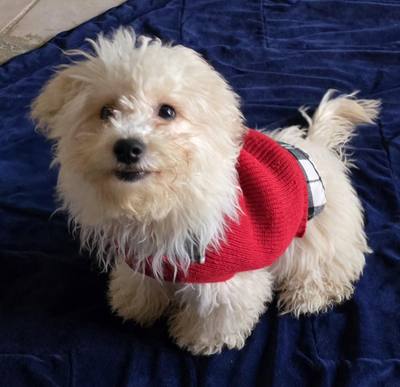 Enlarge Parker, a ADOPTABLE Maltipoo in Fallbrook, CA image 6/6