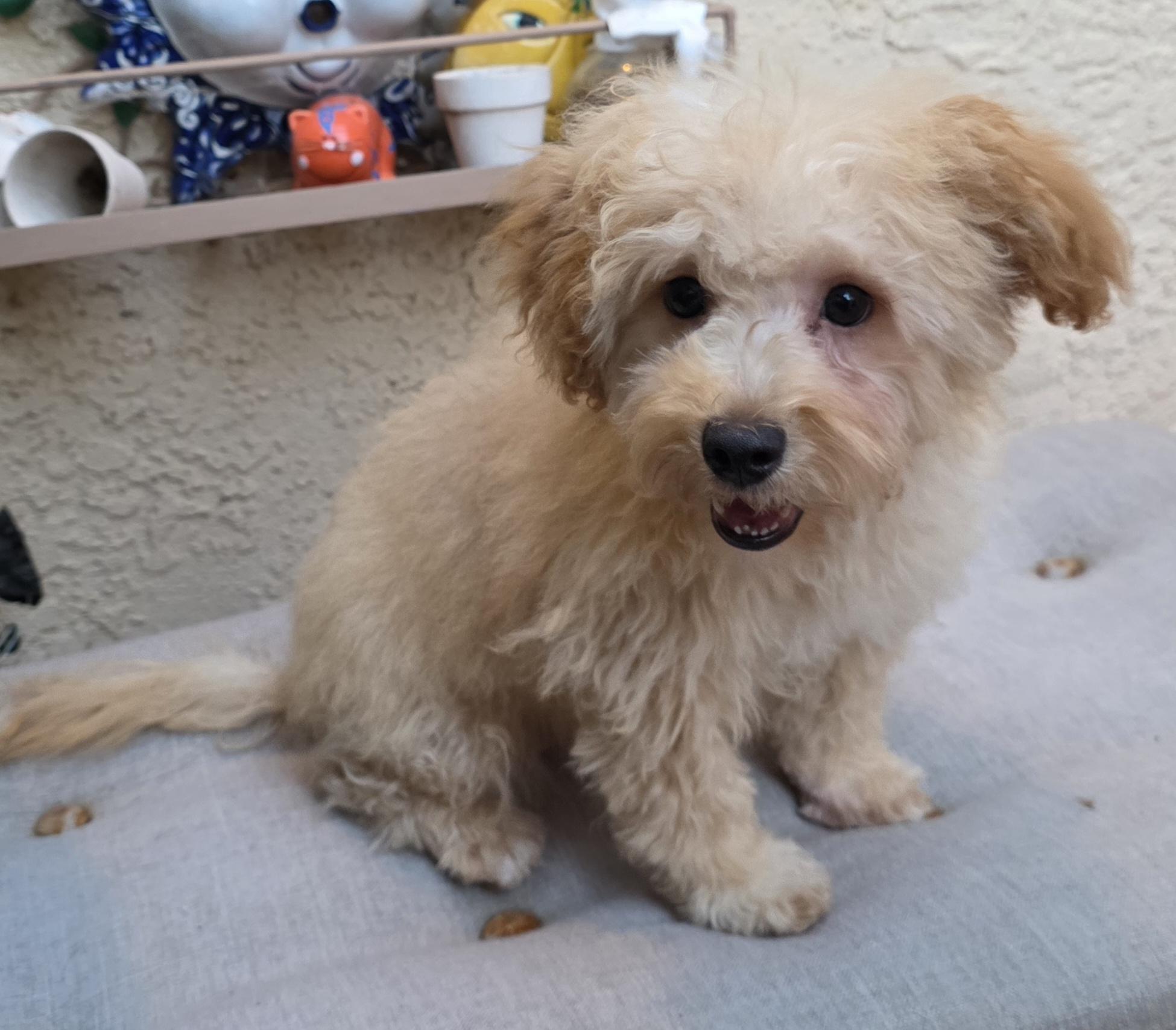 Parker, an adopted Maltipoo in Fallbrook, CA image 4/5