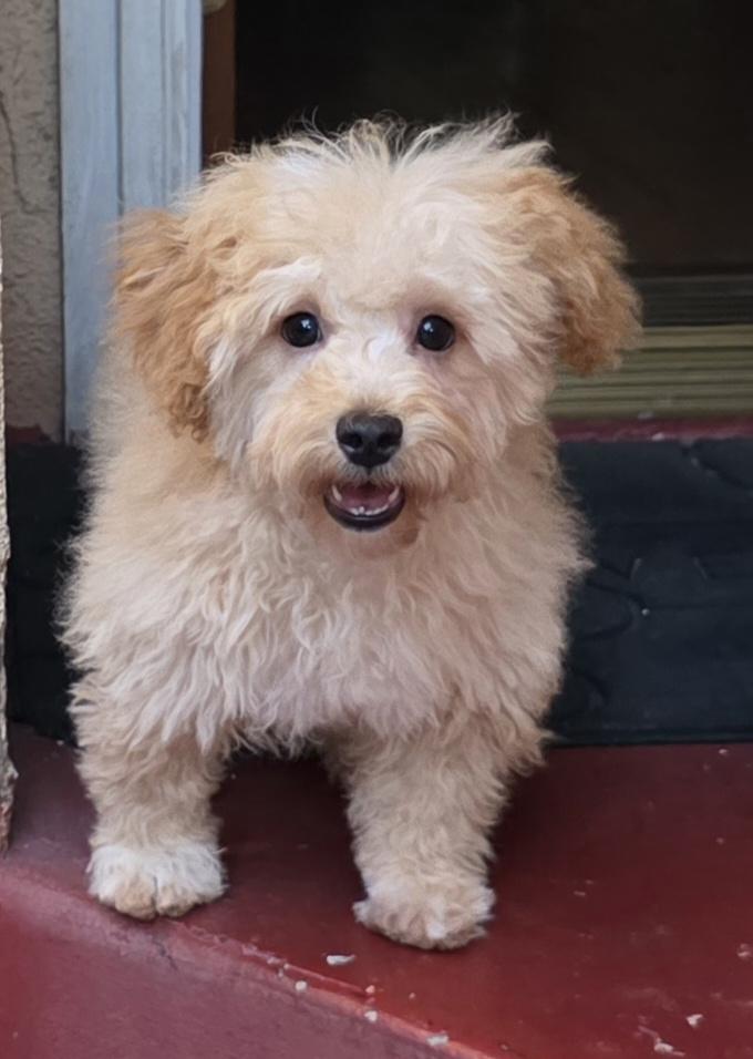 Parker, an adopted Maltipoo in Fallbrook, CA image 5/5