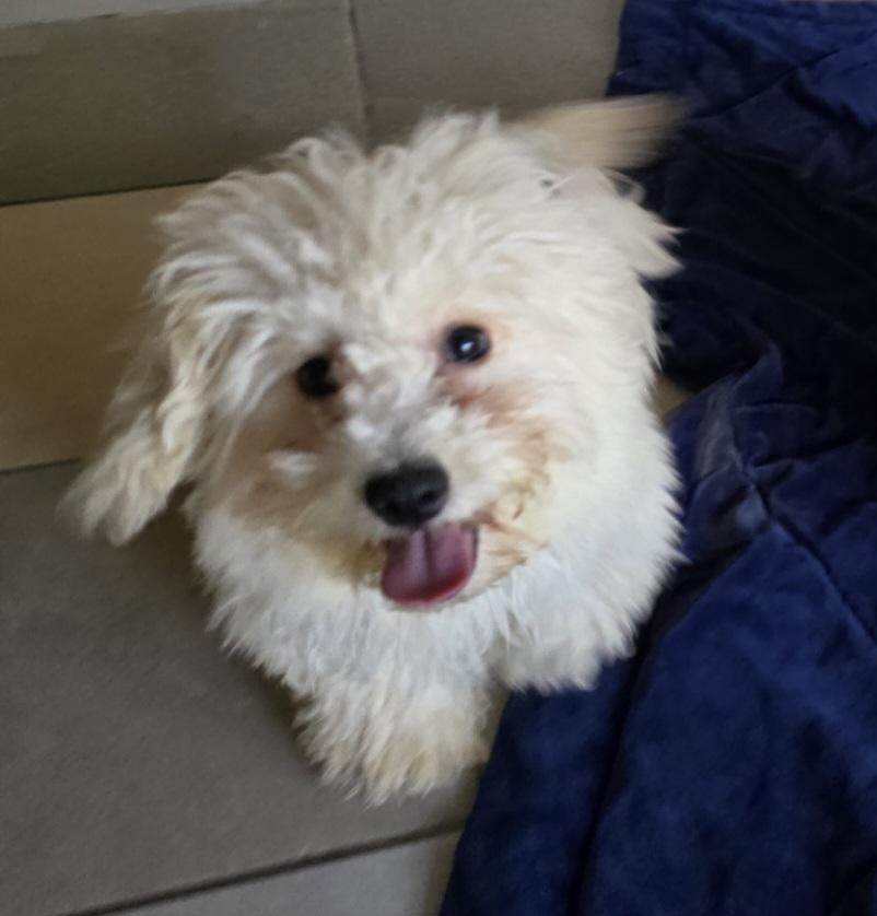 Enlarge Parker, a ADOPTABLE Maltipoo in Fallbrook, CA image 5/6