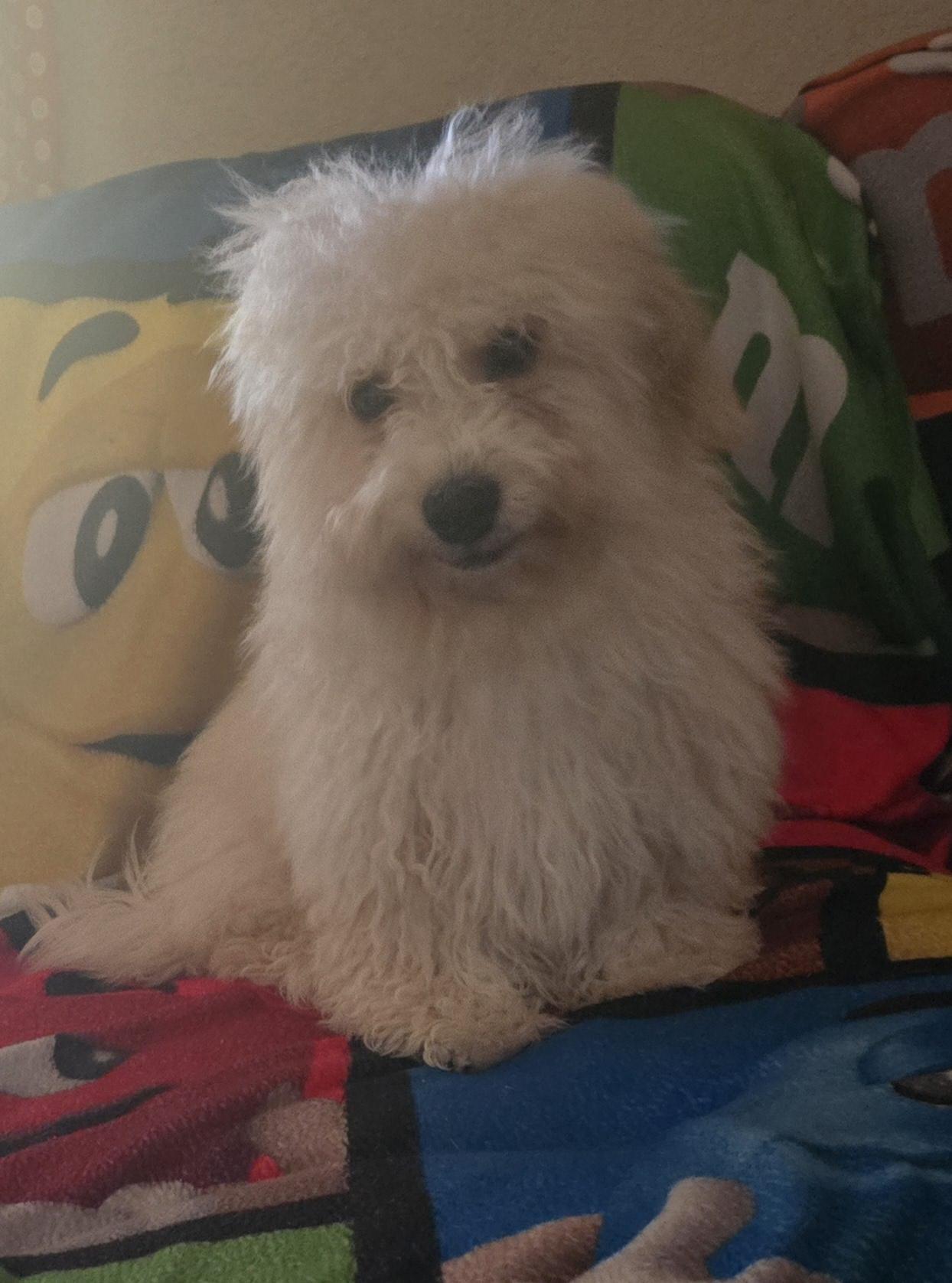 Enlarge Parker, a ADOPTABLE Maltipoo in Fallbrook, CA image 4/6