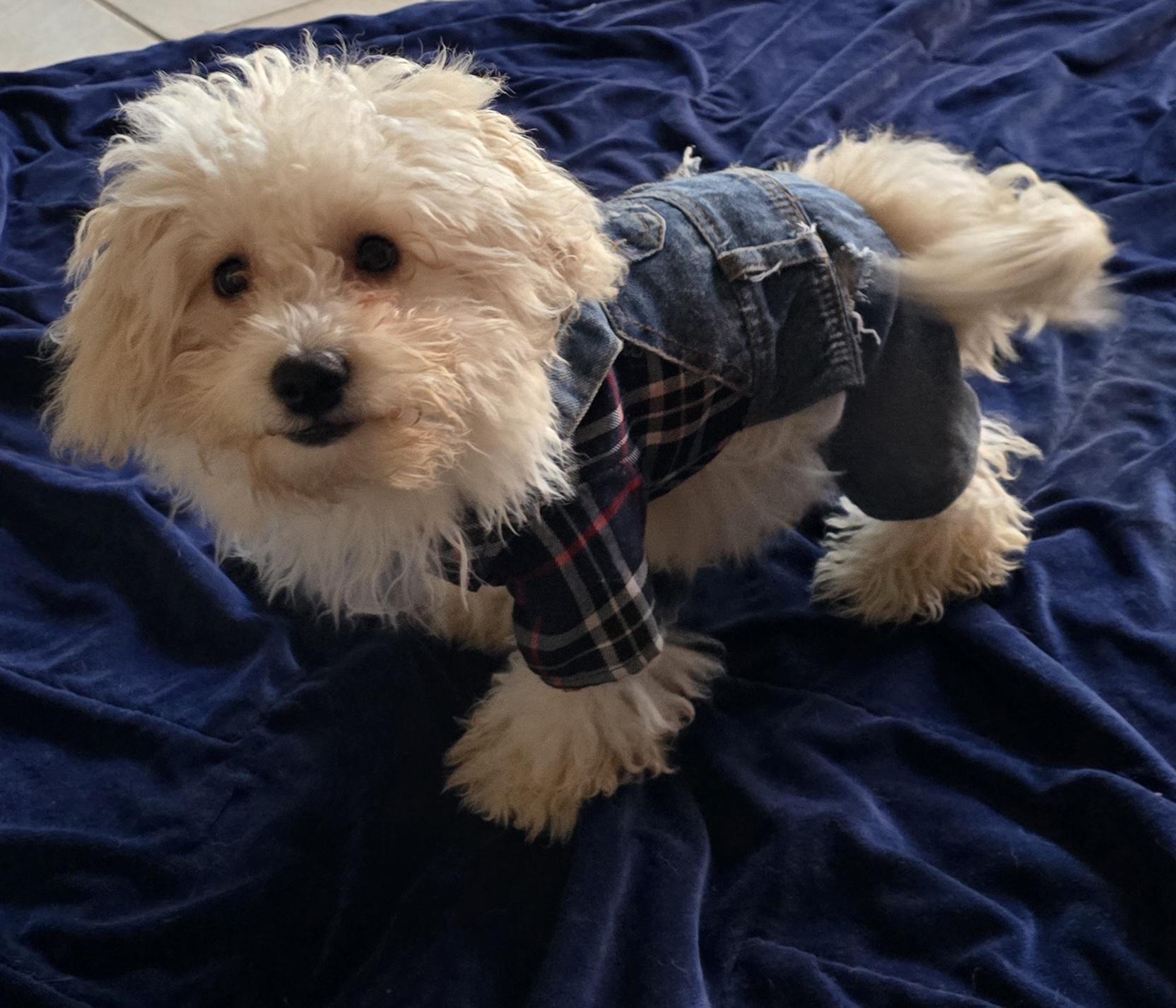 Enlarge Parker, a ADOPTABLE Maltipoo in Fallbrook, CA image 3/6