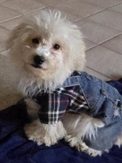 Parker, ADOPTABLE, Puppy Male Maltipoo.