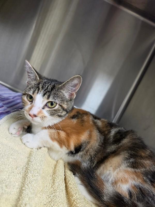 Callie, Adoptable, Young Female Calico & Tiger.