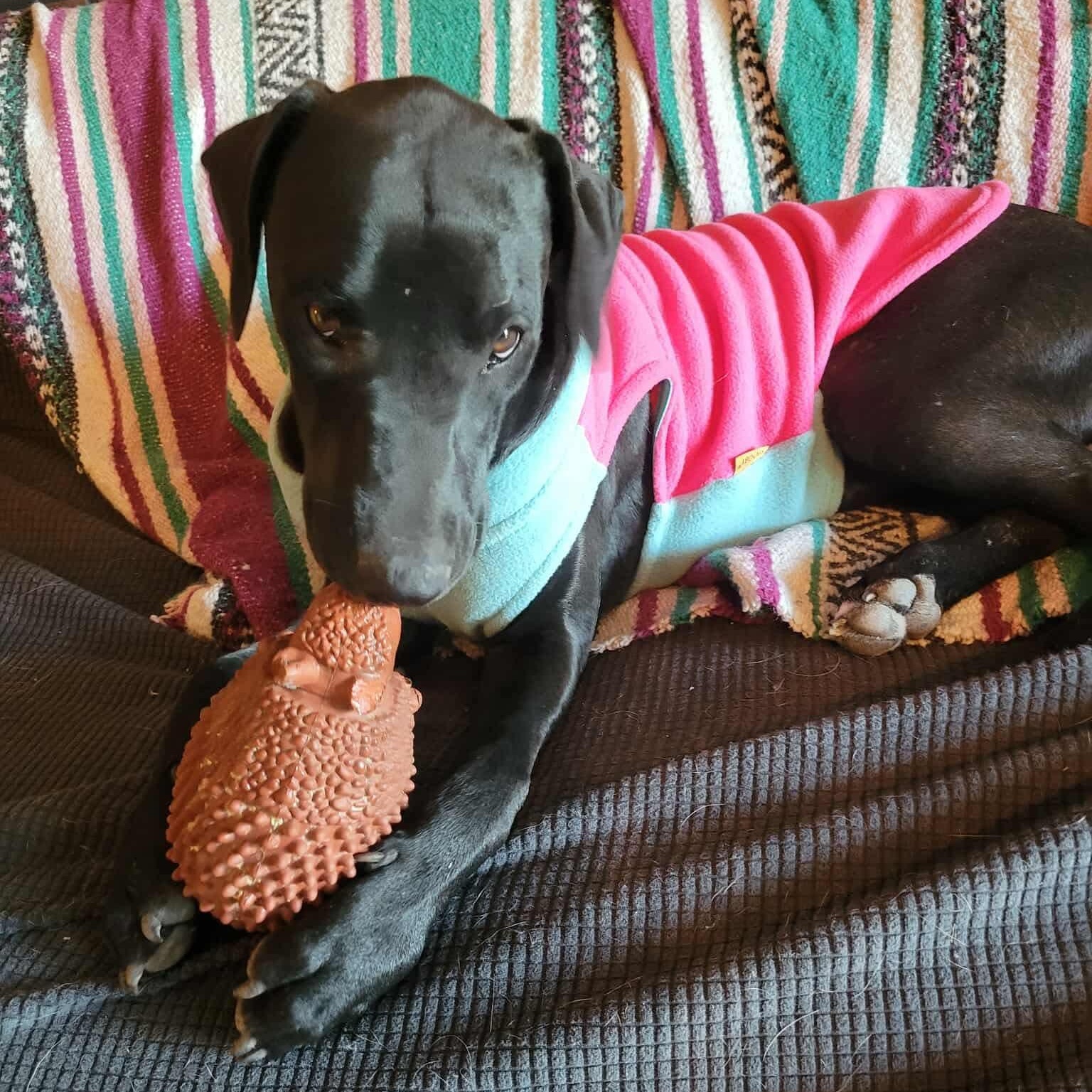 Enlarge Junie, a Adoptable mixed breed in Portland, OR image 4/6