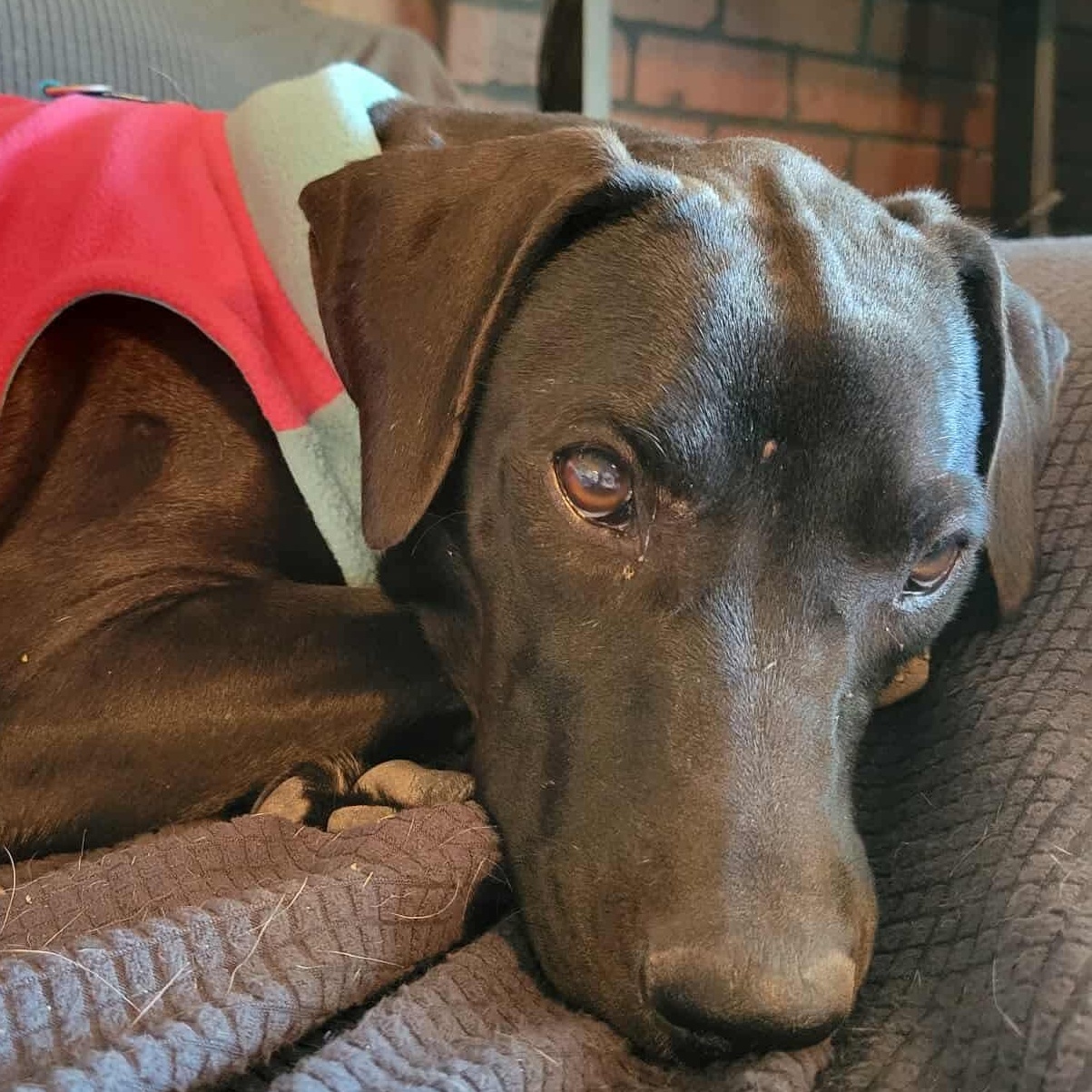 Junie, Adoptable, Young Female Black Labrador Retriever & Mixed Breed.