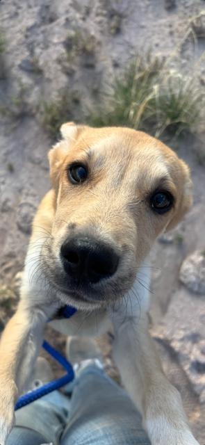 Nash, Adopted, Young Male Golden Retriever & Labrador Retriever.